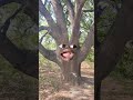 Tree 🌴 expose humans 😂 | Aryan Chakradhari | #shorts