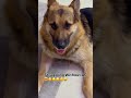 The Power of the AC🔌🐾😴💤🪭 #Shorts #germanshephard #FunnyShorts #puppy #pet #gsdlover #dogsworld