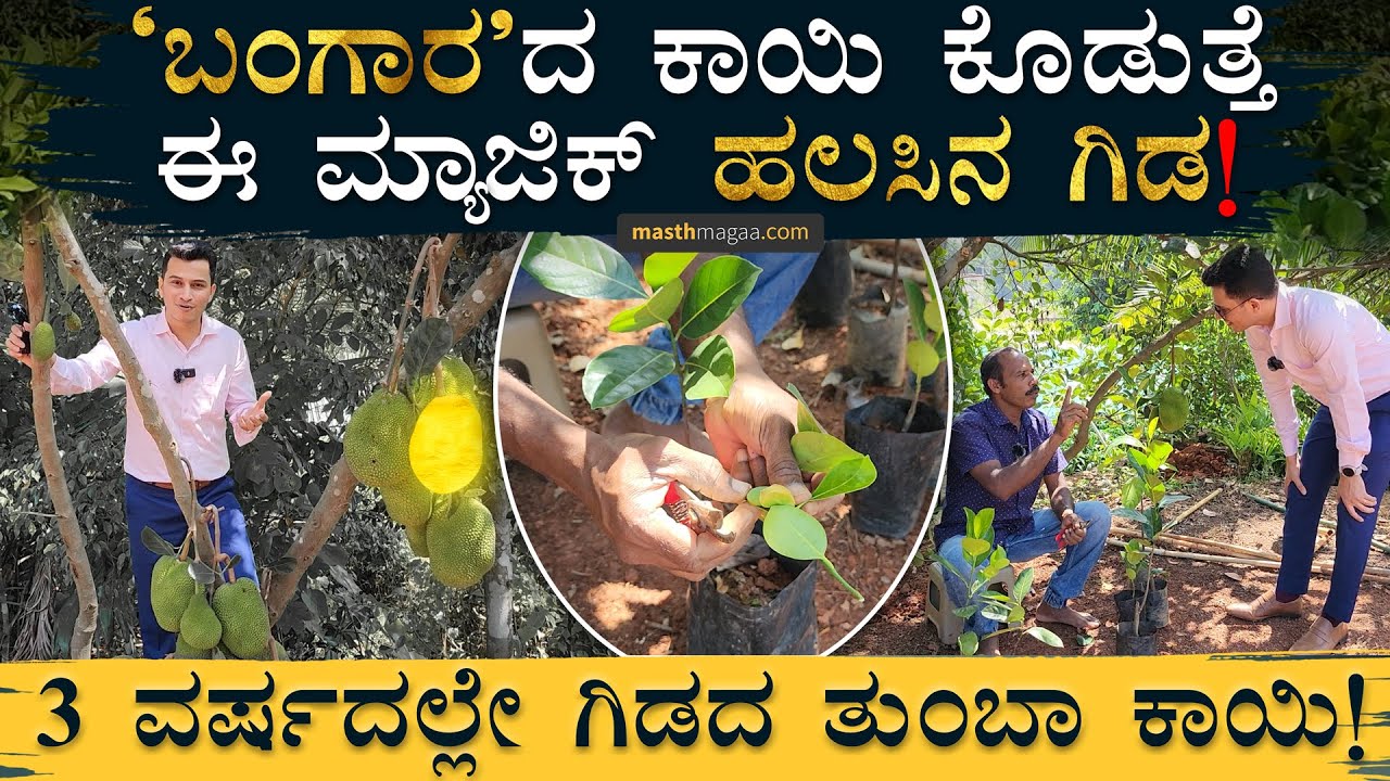 ಹಲಸಿನ ಗಿಡದಿಂದ ಕೋಟಿ ಸಂಪಾದನೆ! | Jack Anil Ninnikallu Nursery | Masth Magaa | Amar Prasad