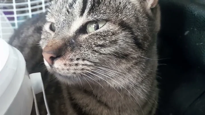 Watch the video about Making Manx Kittens?