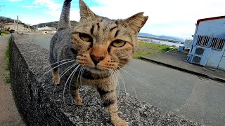 漁船の下にいたキジトラ猫をナデナデしたら喜んで付いてくるようになった