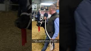 €9,000 heifer off Rosie - 2022 Winter Fair