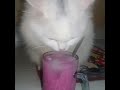 Ternyata kucingpun suka es susu soda gembira