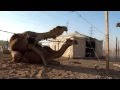 Camels Mating Camels Mating