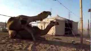 Camels mating