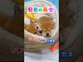 豆柴兄弟の再会☺️ #再会の瞬間 #豆柴 #柴犬動画 #柴犬