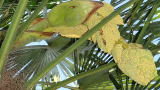 palmier au jardin