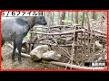 畑は無事だけど スゴイの来た【山開拓】#33
