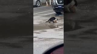 Cats Fight in Rain as Driver Honks in Vain