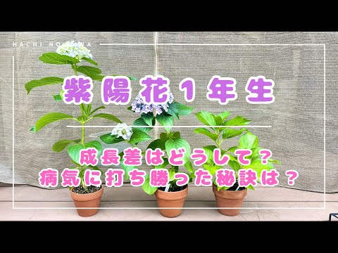 Where to place hydrangeas] Why are there differences in growth