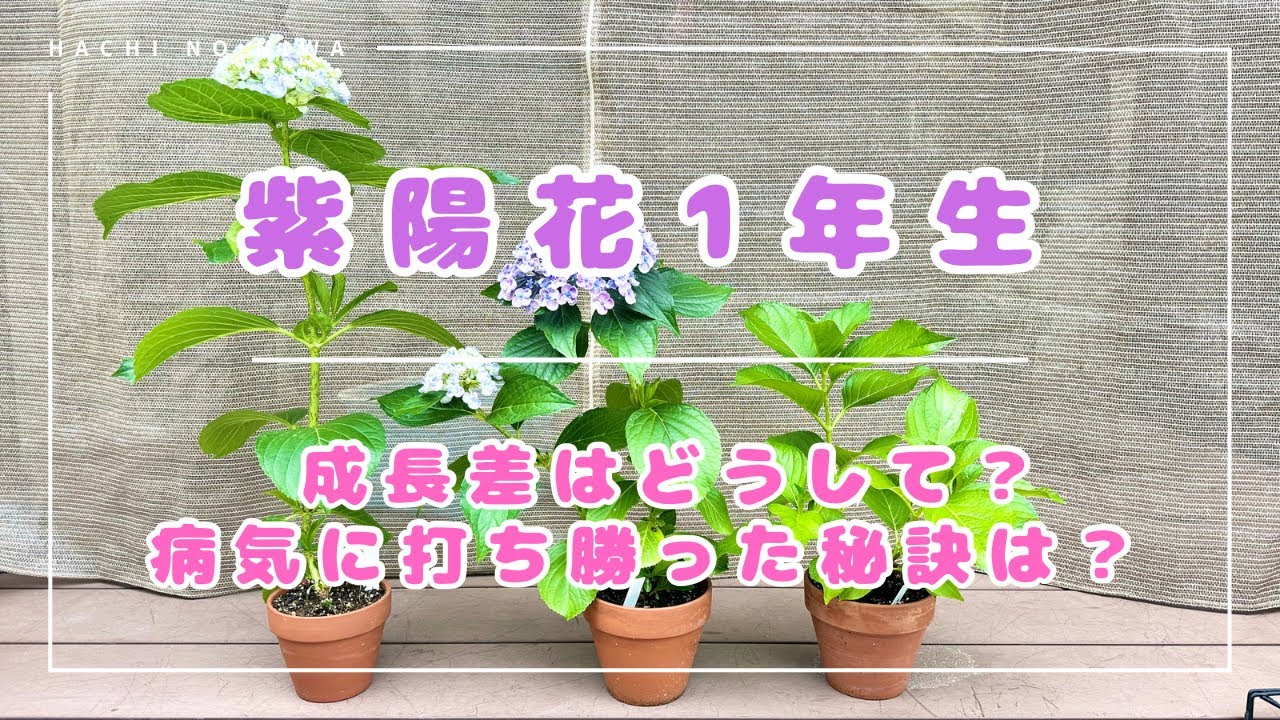 Where to place hydrangeas] Why are there differences in growth