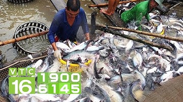 Xuất khẩu cá tra sang Mỹ, Trung Quốc, EU giảm mạnh | VTC16