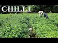 How to grow green chillies from seed in my village  chillies growing skill  farm channel
