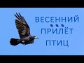 Какие перелётные птицы прилетают весной?