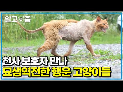 얼굴에 못질 당한 고양이부터 엄마에게 방치된 고양이 남매까지. 굶주리고 병든 길고양이 12마리 거둔 천사 보호자|고양이를 부탁해|알고e즘