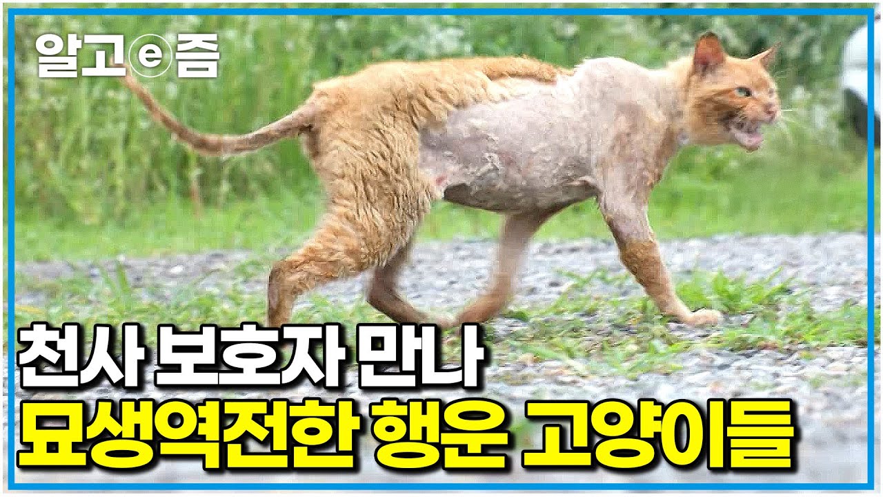 얼굴에 못질 당한 고양이부터 엄마에게 방치된 고양이 남매까지. 굶주리고 병든 길고양이 12마리 거둔 천사 보호자｜고양이를 부탁해｜알고e즘