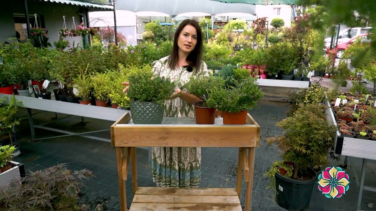 Cvetni kutak ep. 253 12.09.2024. Cikas palma, kufea, rasadnik „Jelena“, Univerzitetski park Beograd