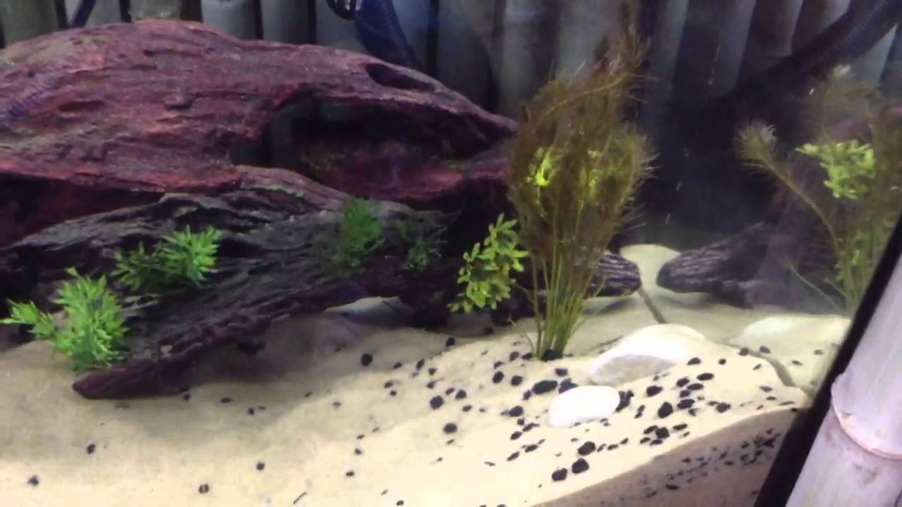 camera iphone 8 plus apk Update on 55 gallon