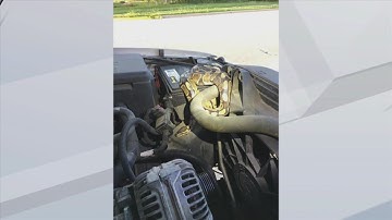 Python In Car Engine