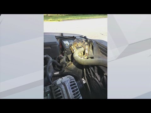 Python In Car Engine