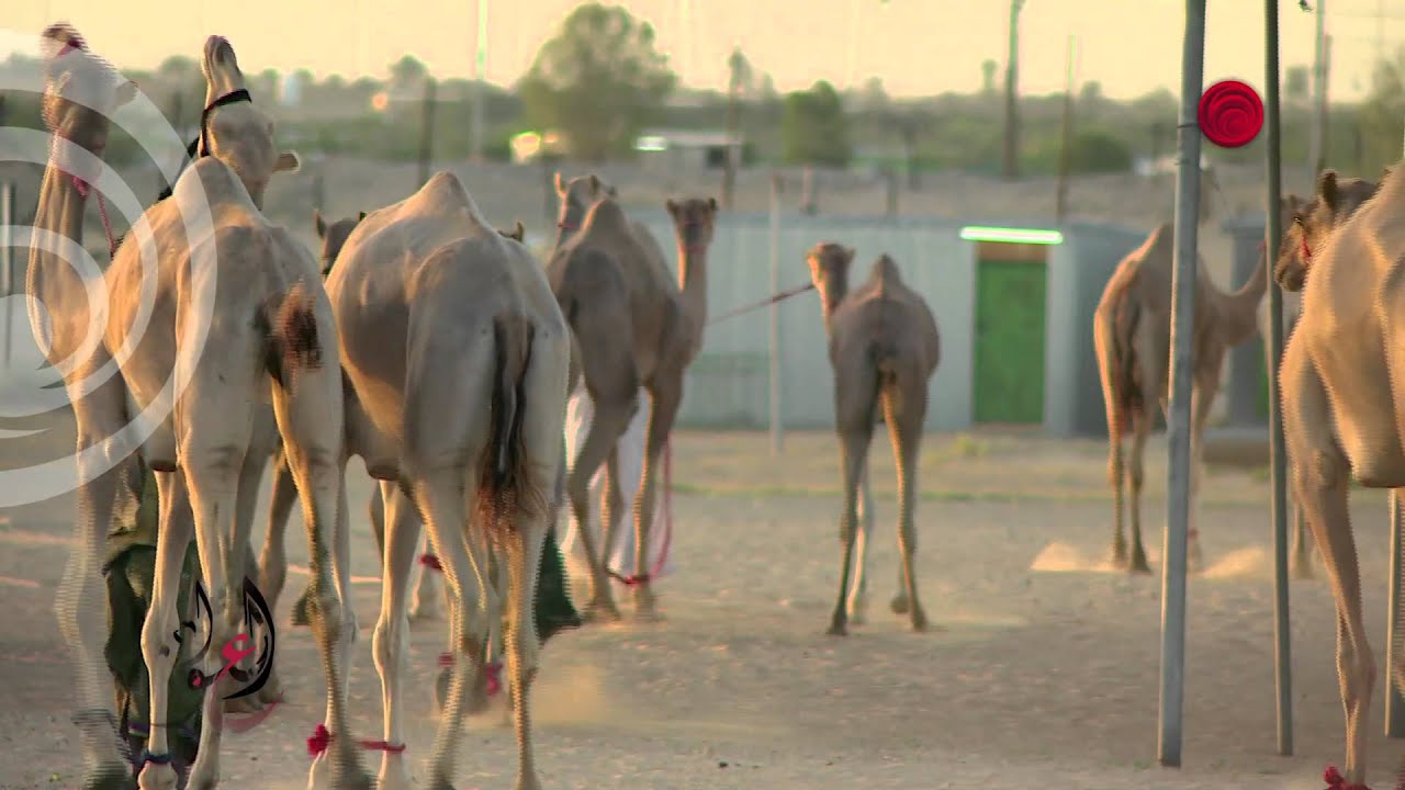 برنامج العوادي - الحلقة الرابعة - على شاشة بينونة