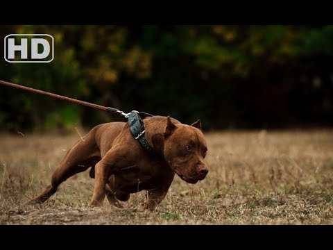 What is the most dangerous dog in the world 2019