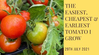 The Easiest Earliest Cheapest And Tastiest Tomato That I Grow