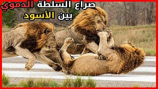 10 معارك مجنونة قاتلت فيها الأسود يعضها حتى النهاية (صراع  الملوك )