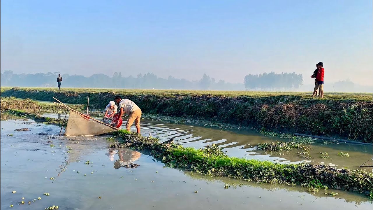 আজ সকালে ছোট ভাই কে নিয়ে বিলে খেতের ঢাব অংশ সেচে অনেক দেশি মাছ ধরলাম।best new village fishing video.