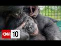 The behavioral breakthrough that's reshaping what we know about great apes | February 11, 2026 thumbnail