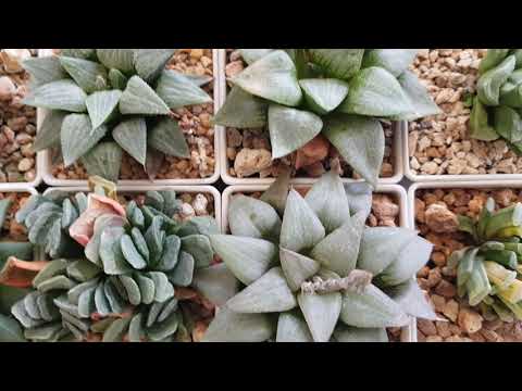 Video: Haworthia Gestreep (29 Foto's): Sorg Vir 'n Blom Tuis, Kenmerke Van Blom En Voortplanting. Hoe Om Korrek Te Plant?