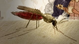 Herbs And Empires: A Brief History Of Malaria Drugs | SKUNK BEAR