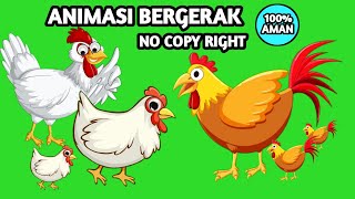 animasi bergerak ayam green screen animasi berjalan ayam animasi ayam 2023