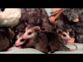 Baby Opossums 4- 28-17