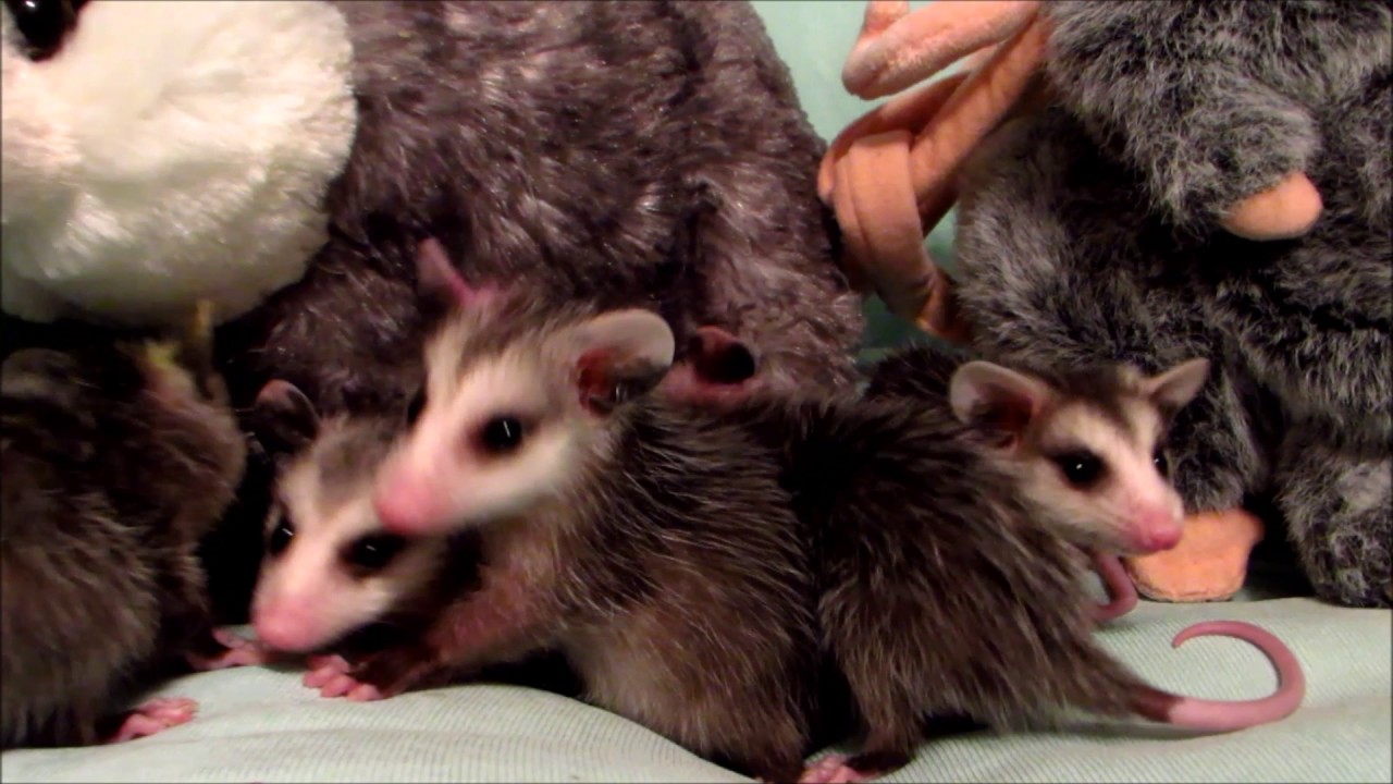 orphan معنى Baby Opossums 4- 28-17