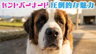 【出会いぬ】セントバーナードのゆとりちゃん