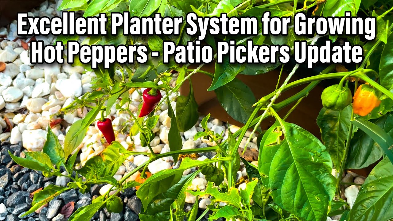 Awesome Planters for Hot Peppers! Patio Pickers Planter Update YouTube