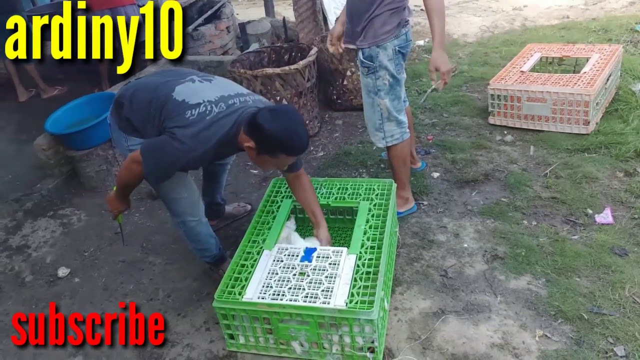 CARA/TEHNIK MEMOTONG AYAM BOILER,UNTUK MEMULAI USAHA JASA POTONG AYAM