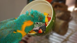 How to Get Your Parrot to Eat HEALTHY Foods | WHAT TO FEED TO PARROTS screenshot 5