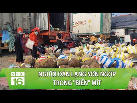 Trung Quốc "làm khó", người dân Lạng Sơn ngợp trong "biển" mít | VTC16 | Thông tin phim Trung Quốc hay 1 hqdefault