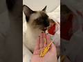 The kitten’s appetite is better, full of energy every day #catshorts #cute #kitten #animals #cute