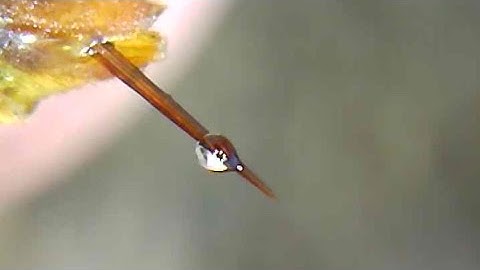 Wasp Stinger and Venom | Under the Microscope: Insects Ep. 2