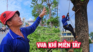 Thót tim !!! Vua khỉ cưa nhánh cây Xà Cừ mà kẹt xe cứng ngắt.