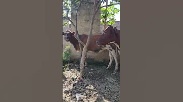 TUNAUZA NG OMBE WA MAZIWA WE ARE SELLING DAIRY CATTLE DSM TANZANIA 