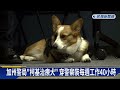 加州警局好幫手！「柯基治療犬」穿警察裝每週工作40小時－民視新聞