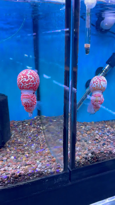 Beautiful Flowerhorn Fish Collection 🤯