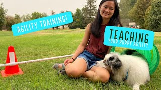 Agility training for puppies| Agility at home for beginners by Raising Up Aussies 15,547 views 3 years ago 7 minutes, 16 seconds
