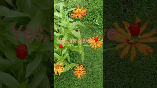 Bubuka Ang Bulaklak,