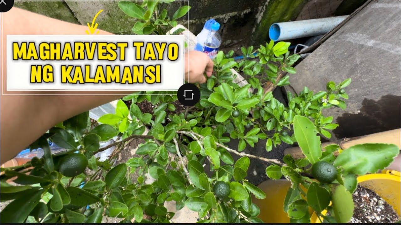 MAGHARVEST TAYO NG ATING KALAMANSI NA NASA PASO #Mariannecanooficial