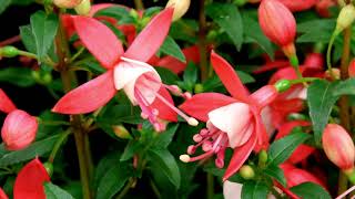 Elegant Fuchsia Flowers Blooming Timelapse Video